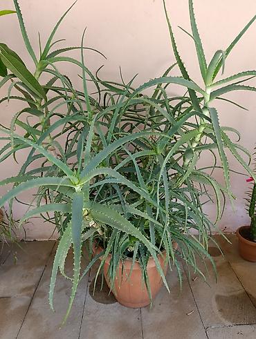 aloe gulu: Aloe Gülü Dərman Güludu. 4 illik. Yekə Güllerdir. 3 Ədəd var Bir ədədi — 2