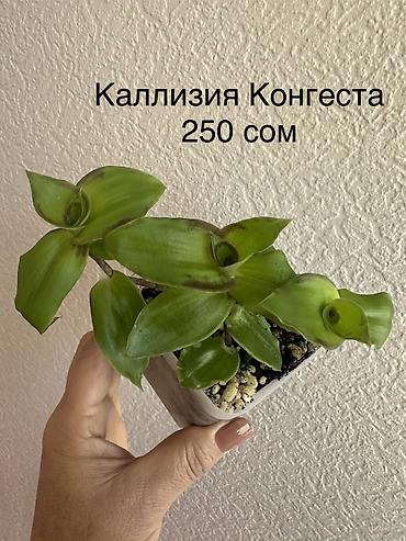 Другие комнатные растения: Укоренённые черенки растений от 150-300 сом — 10