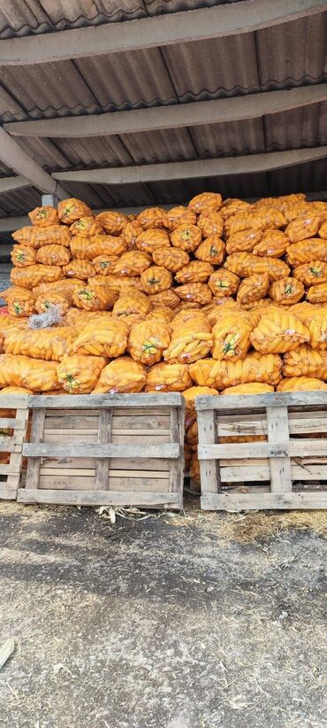 продам кукурузу: Продаю кукуруза сухая сорт турецкий и пионер тел ватсапка жазгыла