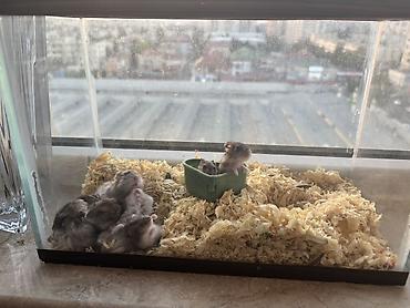 akvarium az: QİYMƏT NƏ VERƏRSİZ VERƏRSİZ - köçürəm deyə satıram 0554062636 WhatsApp — 3
