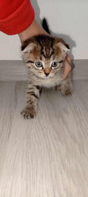 продам домик для кошки: Кошка даром: Скотиш Фолд (Шотландская вислоухая), 1 месяц, Девочка, Метис