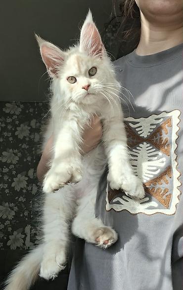 кот мейкун: Мощный Чистоплотный котёнок мейн-куна с полным пакетом Документов — 1