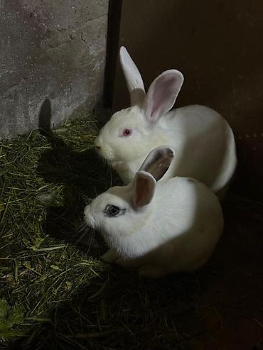 Dovşanlar: Ağ və alaca rəngli ev dovşanları - Növ: Ev/ferma dovşanı - Rənglər — 6