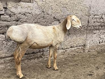 Продам с/х животных: Продаю | Баран (самец) | Арашан | Для разведения — 2