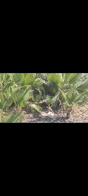 tebii gullerin topdan satisi: Coxlu sayda palma aqaclari satilir.qiymetde endirim olunacaq Qiymet 50 — 4
