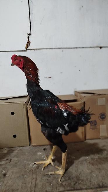 it qovan aparat: Xoruz, Heyratı, il: 1, Ünvandan götürmə, Ödənişli çatdırılma — 5