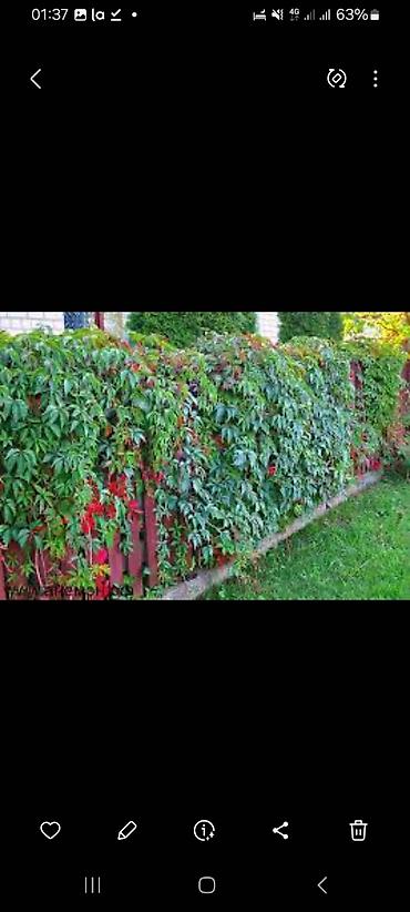 Other garden flower saplings & seedlings: Дикий виноград вьющийся как лиана, как плющ виноградная лоза — 6