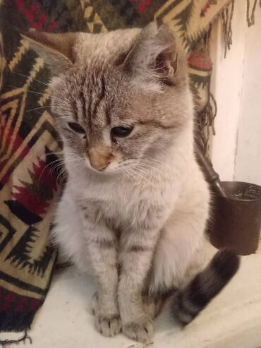 кошка маленькие: Отдам взрослую кошку (девочка). Только в Бишкеке. Номер