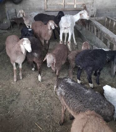 Бараны, овцы: Продаю | Ягненок, Баран (самец) | Гиссарская, Арашан | Для разведения