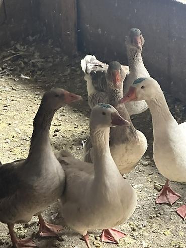 Другие с/х животные: Гуси домашние, серые и белые, молодые особи. Порода Линда 21 голова в — 5