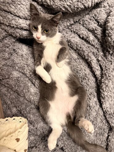 котенка в добрые руки: 1 жаш, Ургаачы, Лотокко барууга үйрөтүлгөн, Курттардан тазаланган