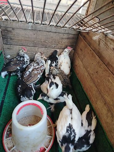 Toyuqlar: Toyuq, Milflör, Damazlıq — 13