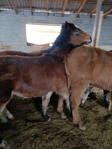 Лошади, кони: Продаю | Жеребенок | Для разведения | Племенные — 9