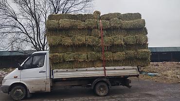 Корма для с/х животных: 2 укос клевер мелкий чистый 410 сом 150 штук — 4