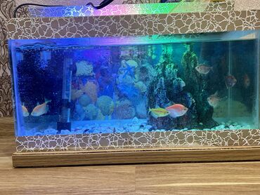 akvarium balıqları haqqında məlumat: Akvarium satilir icinde 7 dene glofish baliqlari var su filteri su