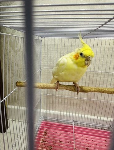 минеральная смесь для волнистых попугаев: Продается попугай Карелла. Просто я работаю некогда ухаживать at lalafo.kg минеральная смесь для волнистых попугаев: Продается попугай Карелла. Просто я работаю некогда ухаживать