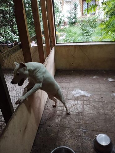İtlər: Pitbul, 1 il, Dişi, Peyvəndli, Ünvandan götürmə