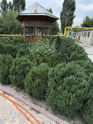 молочай миля: Самшит вечнозелёный (Buxus sempervirens) — взрослые кусты для живой — 9