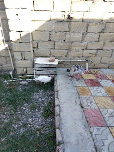 İtlər: 2ədəd Hinduşka balası satıram 46günüy xacmazdadı vasapımdı 0554626380