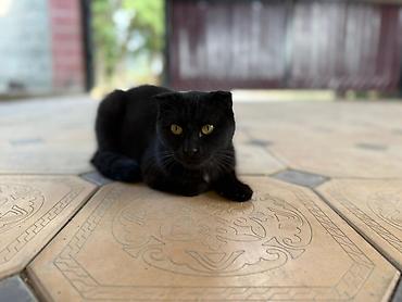 простые птички: Черные кошки (взрослая и котенок) с короткой шерстью. Взрослая кошка — — 5