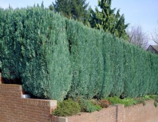 Toxumlar: Thuja toxumları, sərv, Arizona sərv, mavi thuja, qərb thuja və şərq — 22