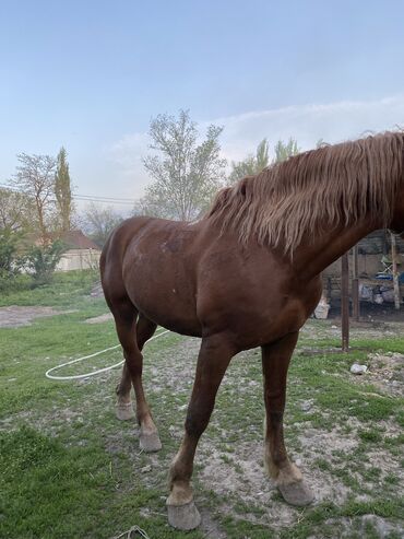 Лошади, кони: Продаю | Жеребец | Дончак | Конный спорт