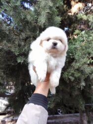 пудель карликовый цена: Пекинес, 2 месяца, Самец