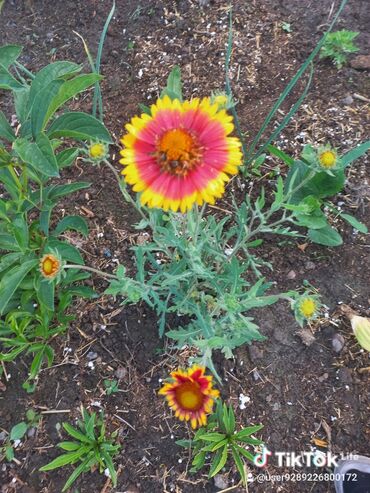 Садовые цветы и кустарники: Рассада цветка: Хризантемы — 14