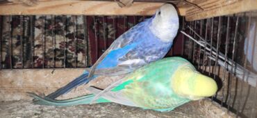 Птицы: Молодежь волнистых папугаев оптом и в розницу)насчёт доставки — 13