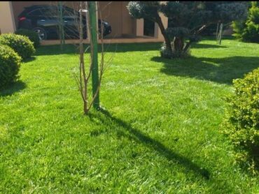 Toxumlar: Qazon si̇fari̇şi̇ həyət və villalar ücün yüksək kefiyətli qazon — 6