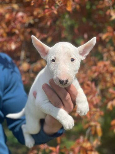 Psi: Štenci minijaturnog bull terijera, oštenjeni 08.03.2023. Dostupne 3 — 10