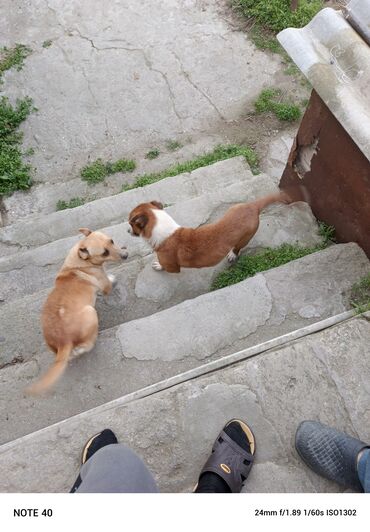 döyüş itleri: Akita-inu, 10 ay, Dişi