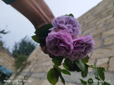 Şitillər: Məhsul: Bağ bitkiləri və meyvə fidanları seçimi - Hibiskus (Rose of — 90