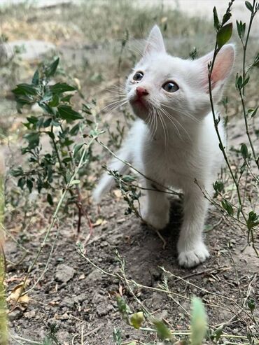 Продажа кошек: Срочно!!! Котятам нужен дом.Находятся в опасном месте,под ларьком.Уже