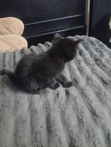 бенгалская кошка даром: Отдам котят в хорошие руки. Кара-Балта . бесплатно. есть мальчики и — 8