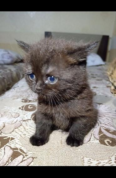 Кошки: Британская, Самка, В добрые руки, Самовывоз — 2