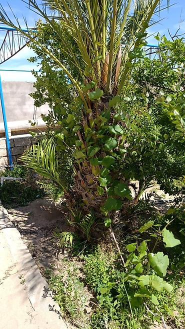 palm: 2 dene Xurma (xurma palmisi) ağacı – həyət/bağ üçün dekorativ və meyvə — 2
