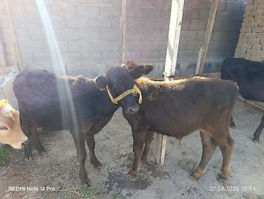 Продаю | Бык (самец) | Алатауская | Для молока at lalafo.kg Продаю | Бык (самец) | Алатауская | Для молока