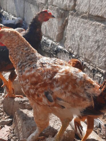 Inəklər, öküzlər: Toyuq, Yumurtalıq