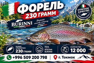 Үй жана бакча: Форель BURINNI (Италия) — племенной материал отличного качества. - — 1