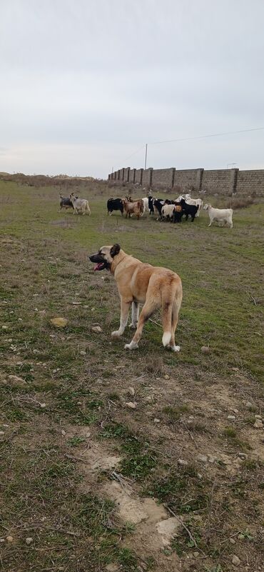İtlər: Qurdbasar, 11 ay, Erkek, Peyvəndli, Ödənişli çatdırılma -da lalafo.az — 7 İtlər: Qurdbasar, 11 ay, Erkek, Peyvəndli, Ödənişli çatdırılma — 7