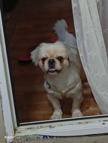 собака бу купить: Pekines, 1 il, Erkek, Ünvandan götürmə