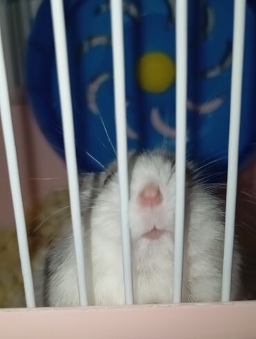 Inəklər, öküzlər: Hamster və qəfəs dəsti Hemstr satılır qəfəsi su qabısi yemey qabısi