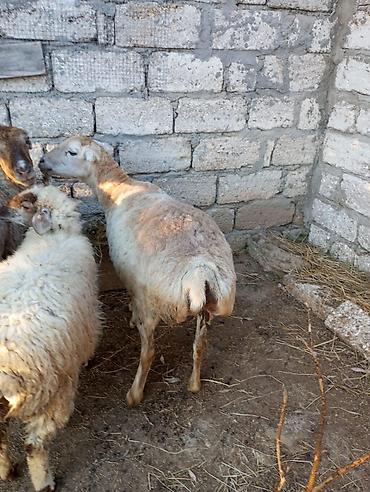 avçarka bala: Qoyunlar – yerli quyruqlu cins - Şəkillərdə görünən ana qoyunlar — 2