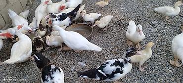 cücə gəncə: Muscovy (Hind) ördəkləri – müxtəlif yaşlarda sürü - Cins: Muscovy — 7