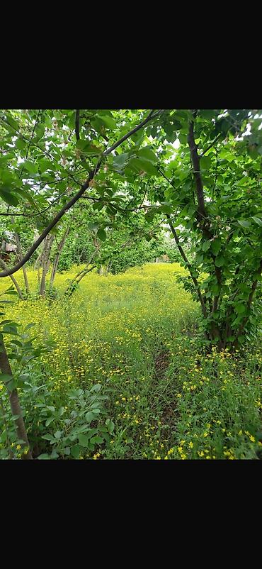 Torpaq sahələrinin satışı: 8 sot, Tikinti, Mülkiyyətçi, Kupça (Çıxarış) — 9