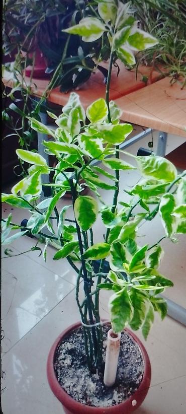 bitki guli: Otaq bitkiləri kolleksiyası - Xlorofitum (spider plant) – asan — 4