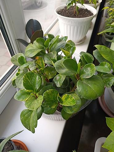 Фикусы: Комнатные растения — коллекция укоренённых саженцев и деток - Фикусы — 18