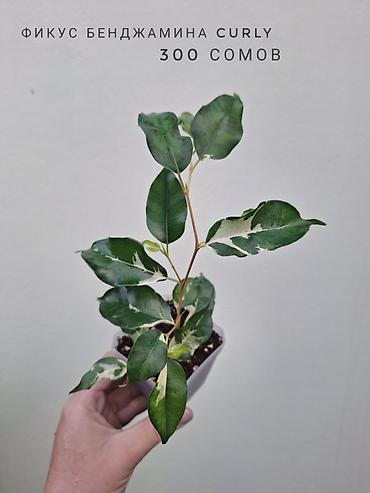 Комнатные растения: 🌿 В продаже фикусы разных сортов (детки/молодыерастения). 💚 Названия — 4