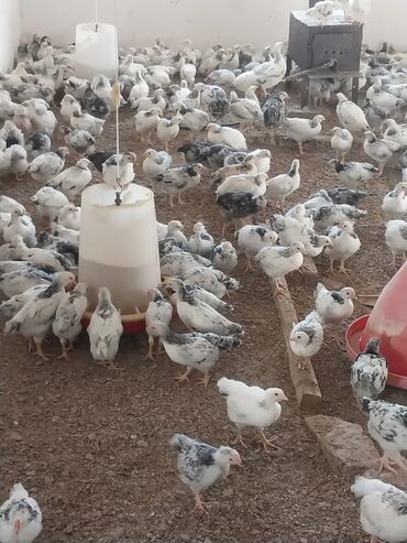 Toyuqlar: Saglam colpalar ünvan Zıg